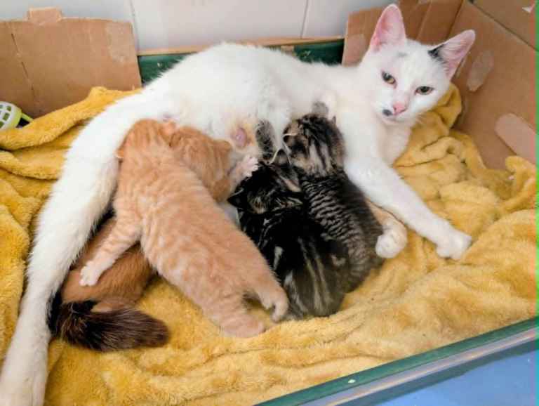 Pretty kittens, various colours, wormed/flead/litter trained/ socialised  Microchipped  FROM £100