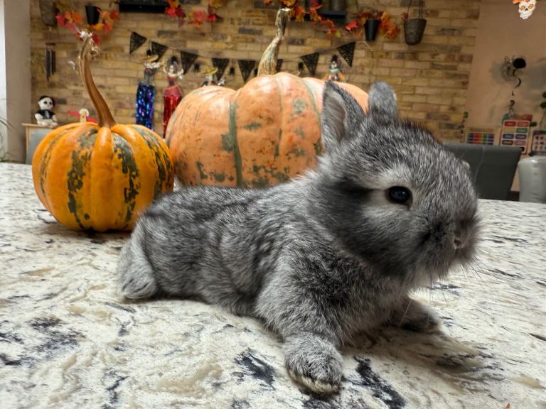 Baby Lionhead Rabbit 