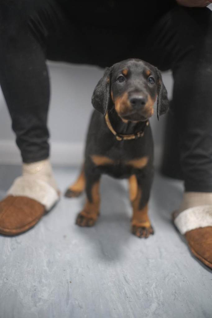 8 week old doberman puppies 