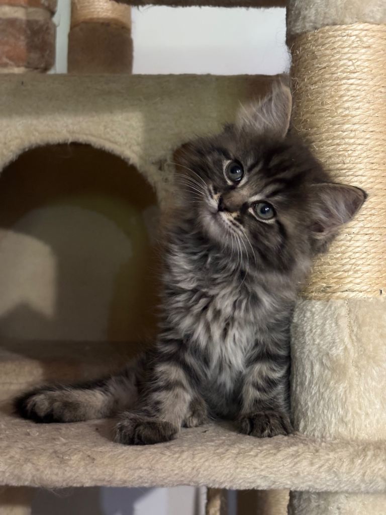 Lovely Kittens  -  ready to leave now