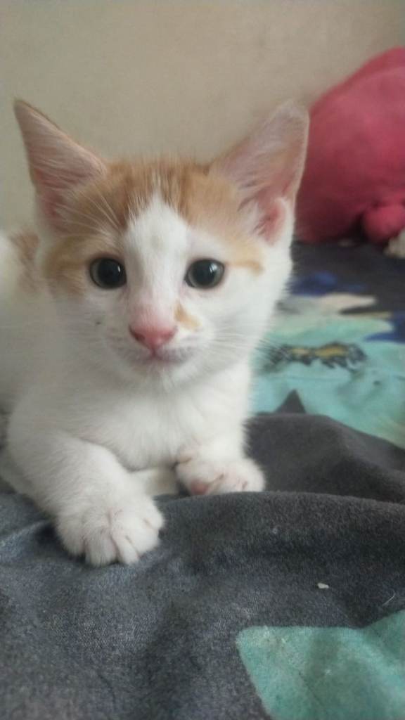 Kittens 