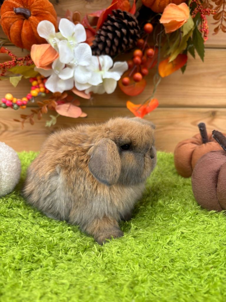Mini lop rabbits 