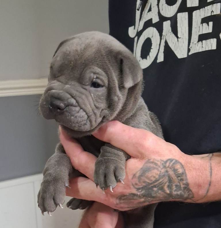 Blue staffy x sharpei 