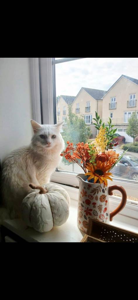 Turkish angora male