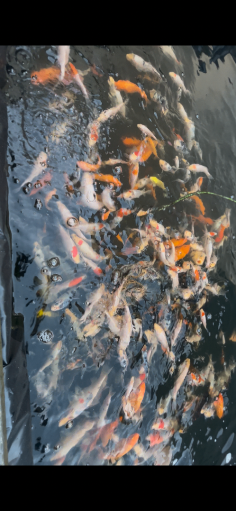 Koi