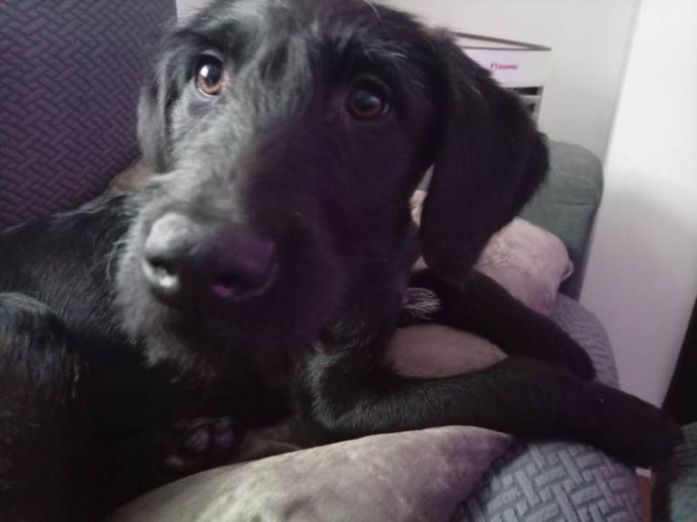 1 black girl left (orange writing) Labradoodle pups.