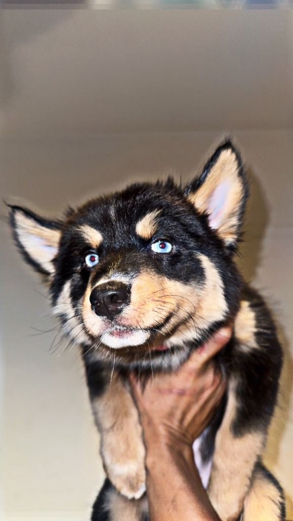 Family-Raised Pomsky Pups MOST GORGEOUS PUPS