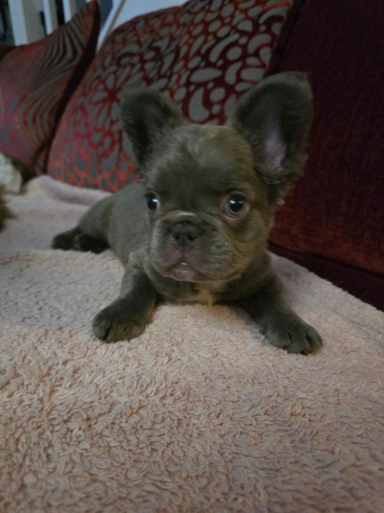 Lilac French BullDog girl