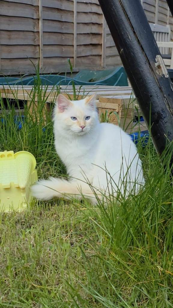 Purebred Ragdoll Male Kitten