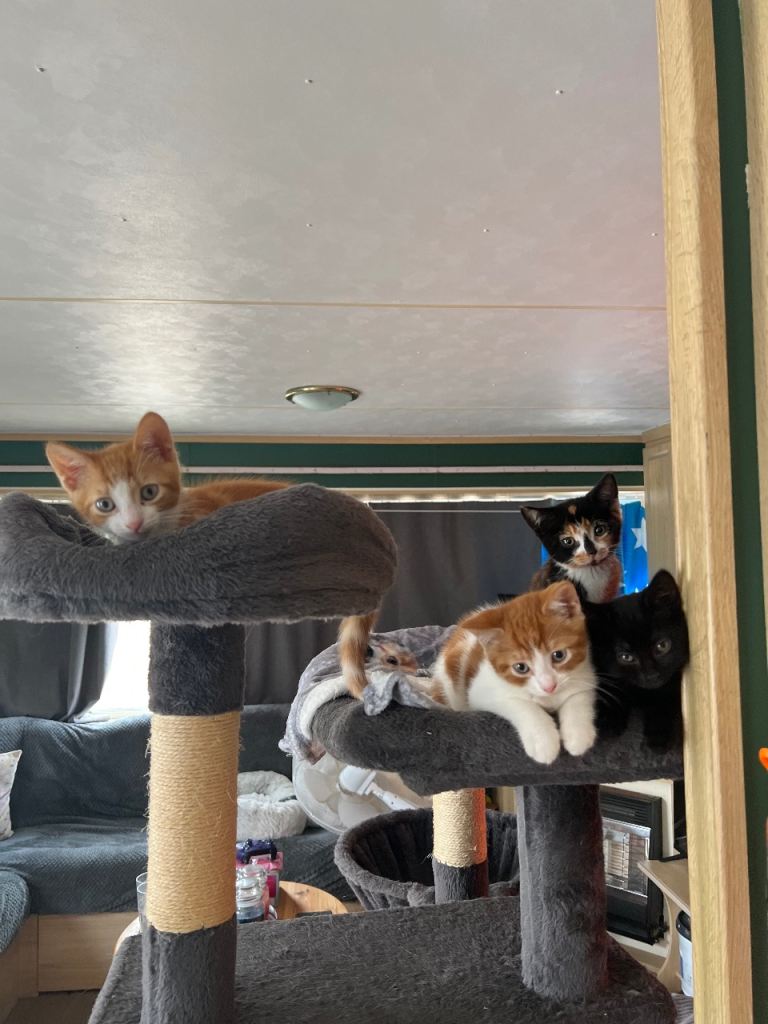 ONLY 1 LEFT!!! Kittens 12 weeks old