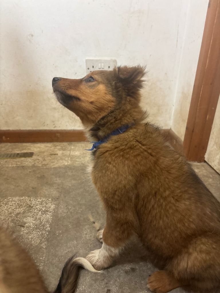 Handsome Welsh sheepdog x border collie puppy