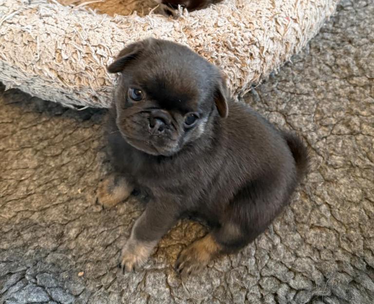 Beautiful KC Registered Pug Puppies 