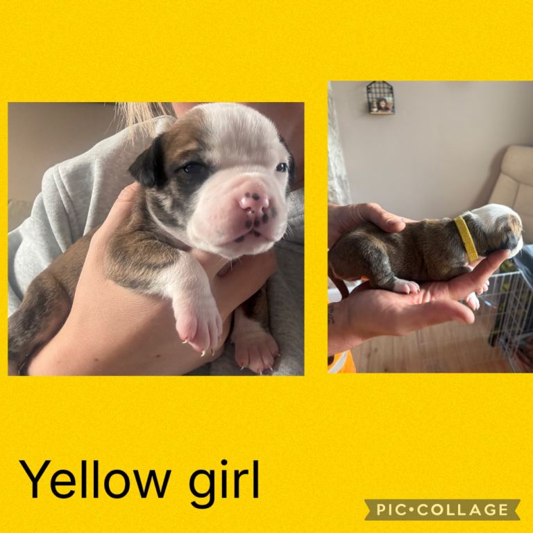American bulldog cross staffy pups 