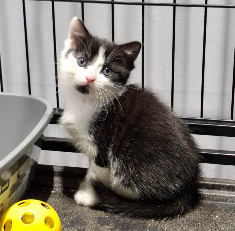 Kittens vaccinated ready now