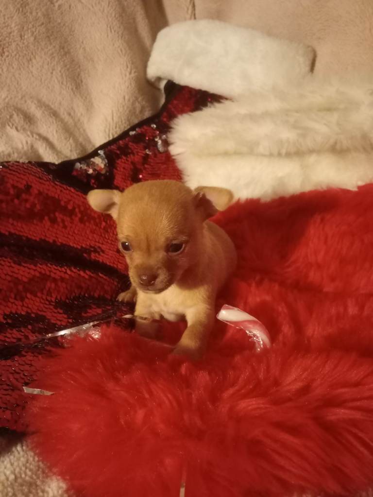 Chihuahua puppies 