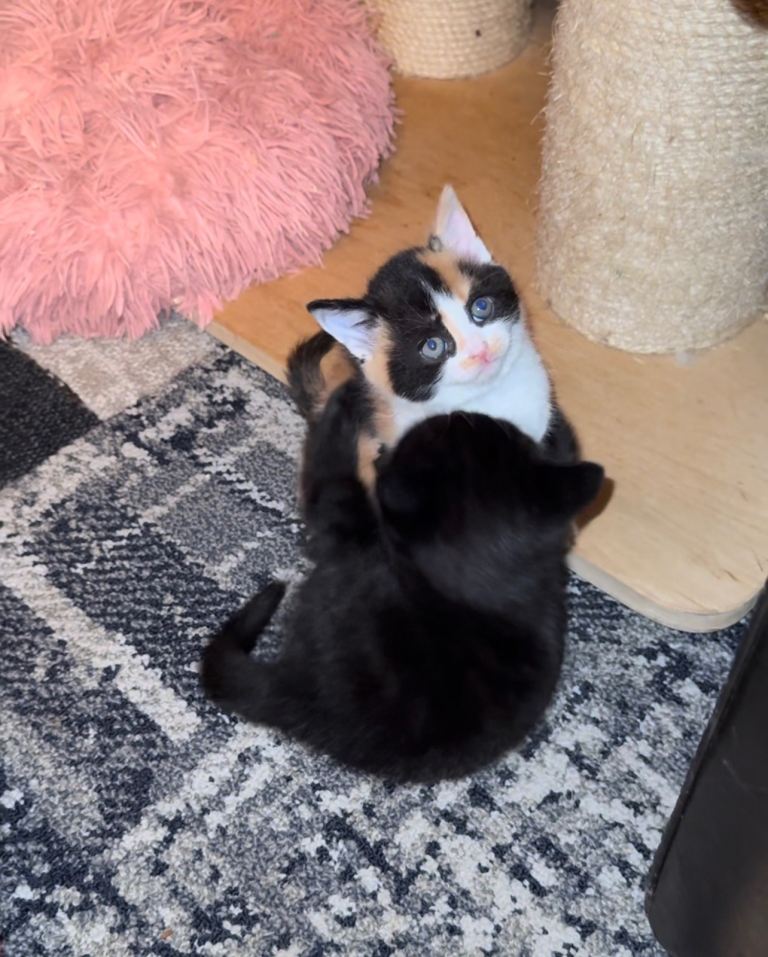 I have three beautiful British shorthaired x Maine coon is