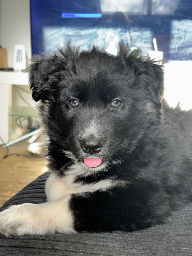 Shepsky puppies Ready to leave now