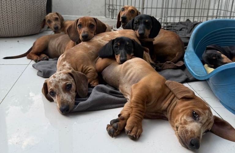 Dapple male puppies for sale and one black and tan only £800