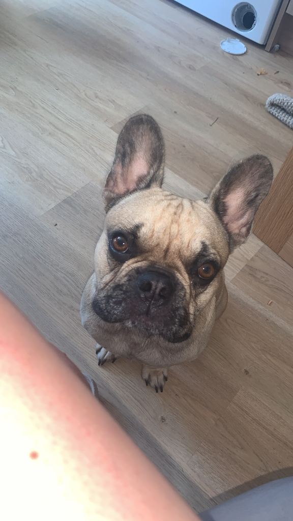 French bulldog 