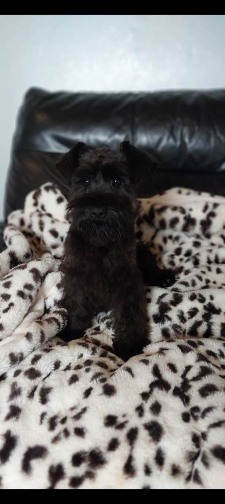 Minature Schnauzer 