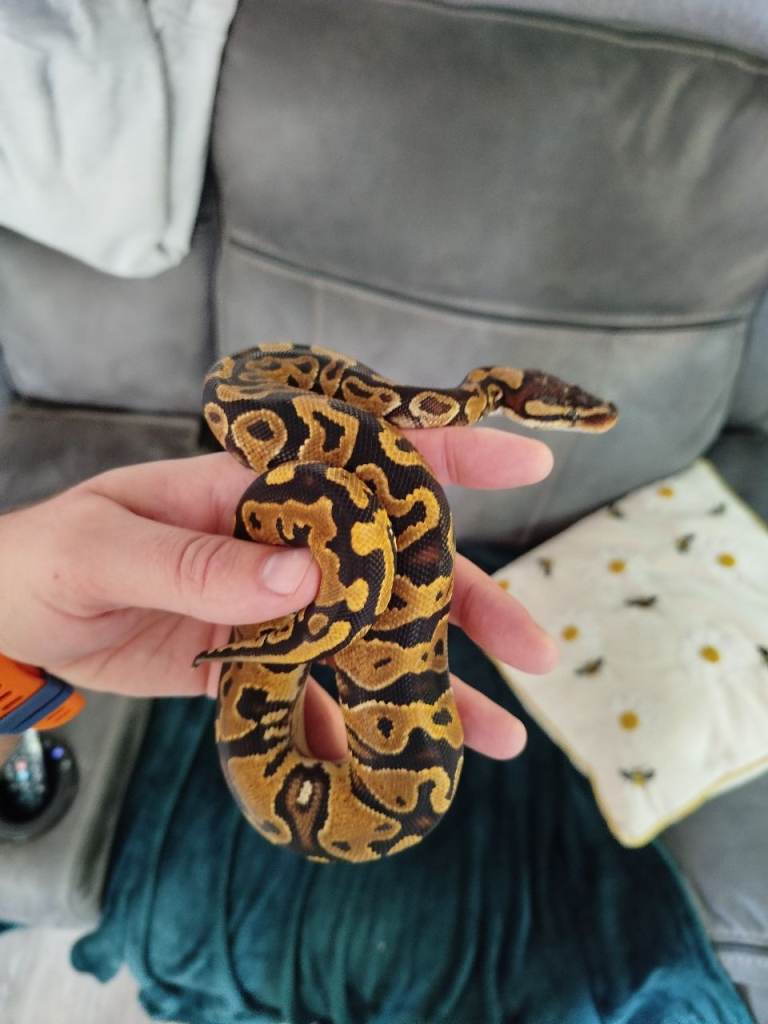 Royal Pythons for sale (updated regularly)