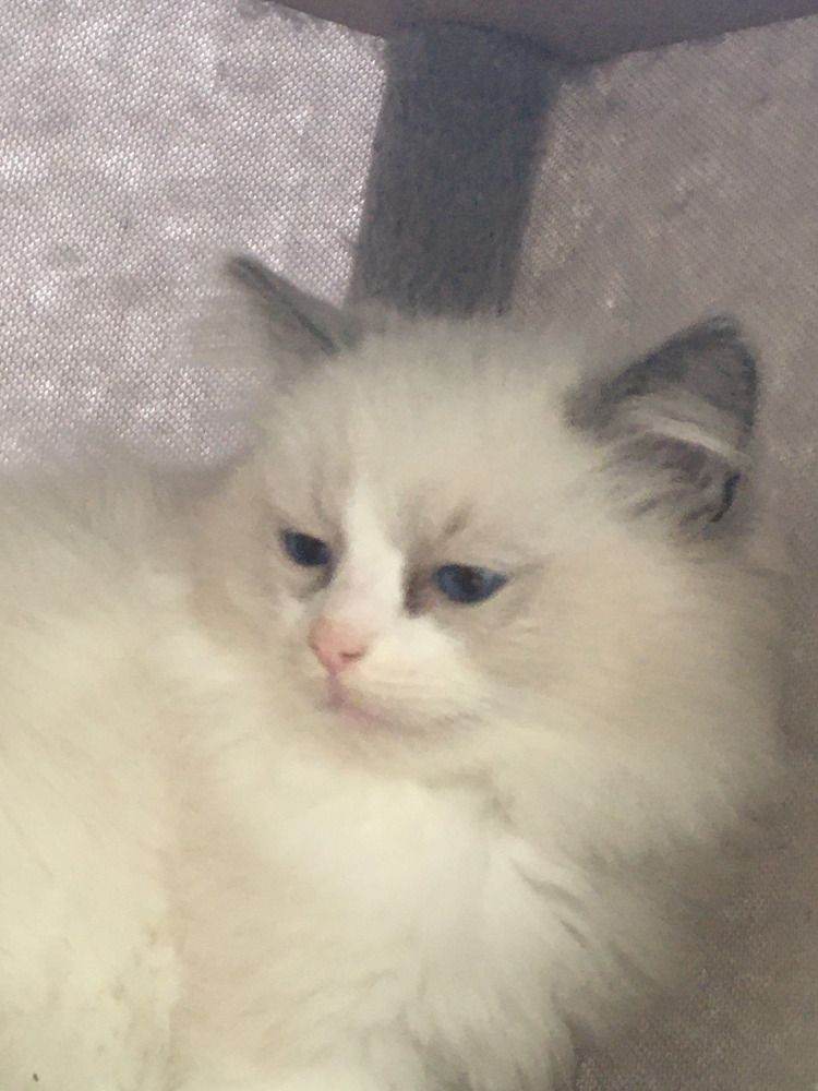 PKD HCM CLEAR Ragdoll Kittens