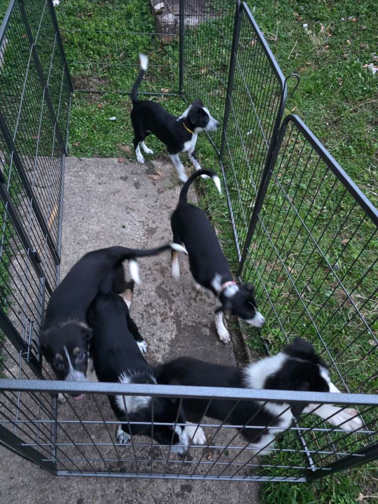 Border collie puppies x3