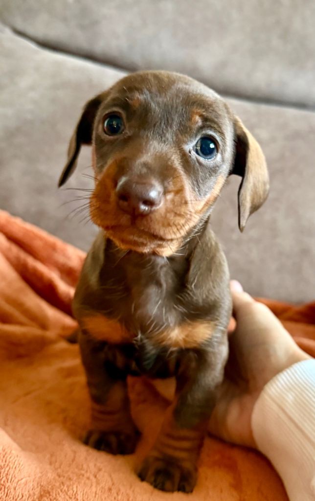 Miniature dachshund puppies 