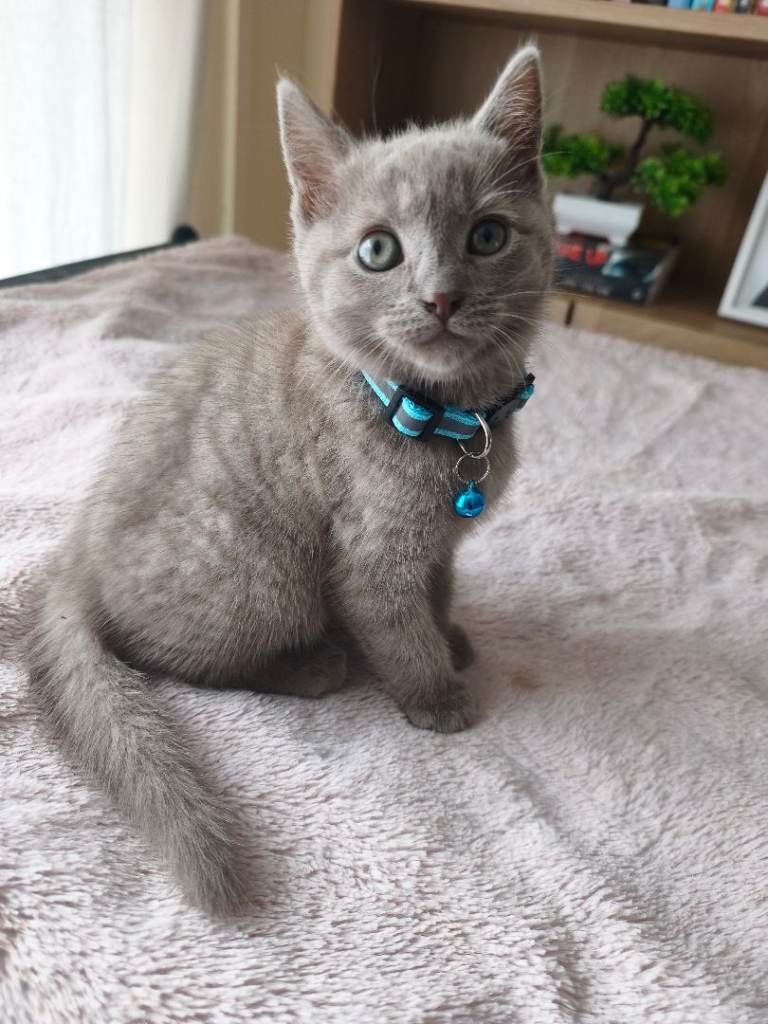 Gorgeous British Shorthair Mix Kittens
