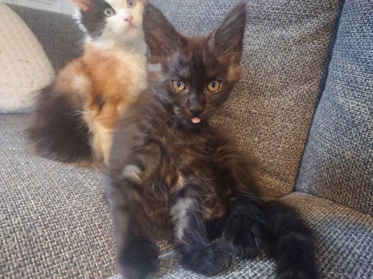 2 m.o. Maine Coon kittens, can deliver, chipped, vaccinated 
