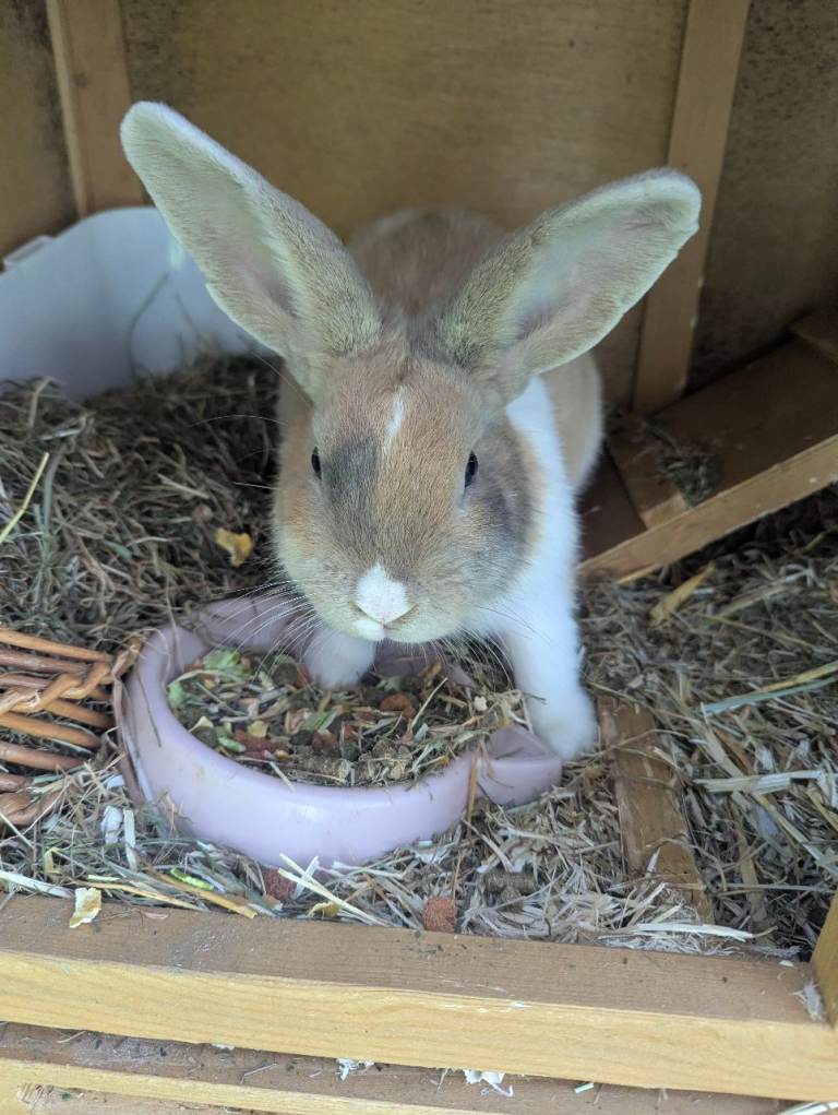 5 Month old male rabbit, hutch and all accessories 