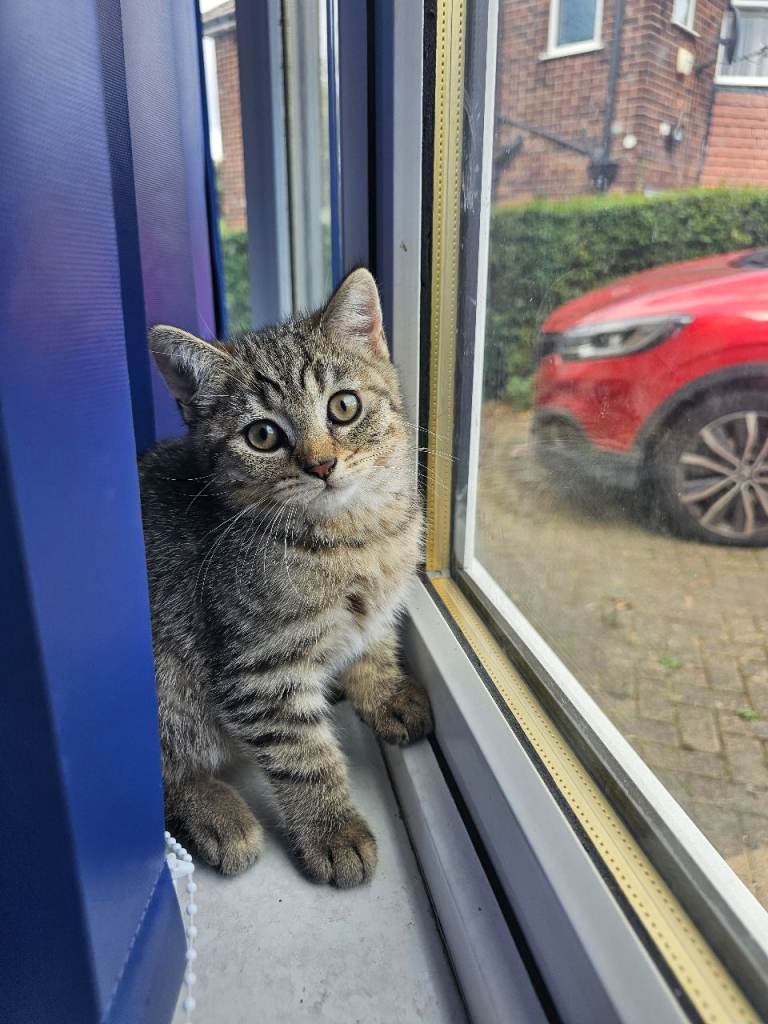 190 pure Last male British shorthair 