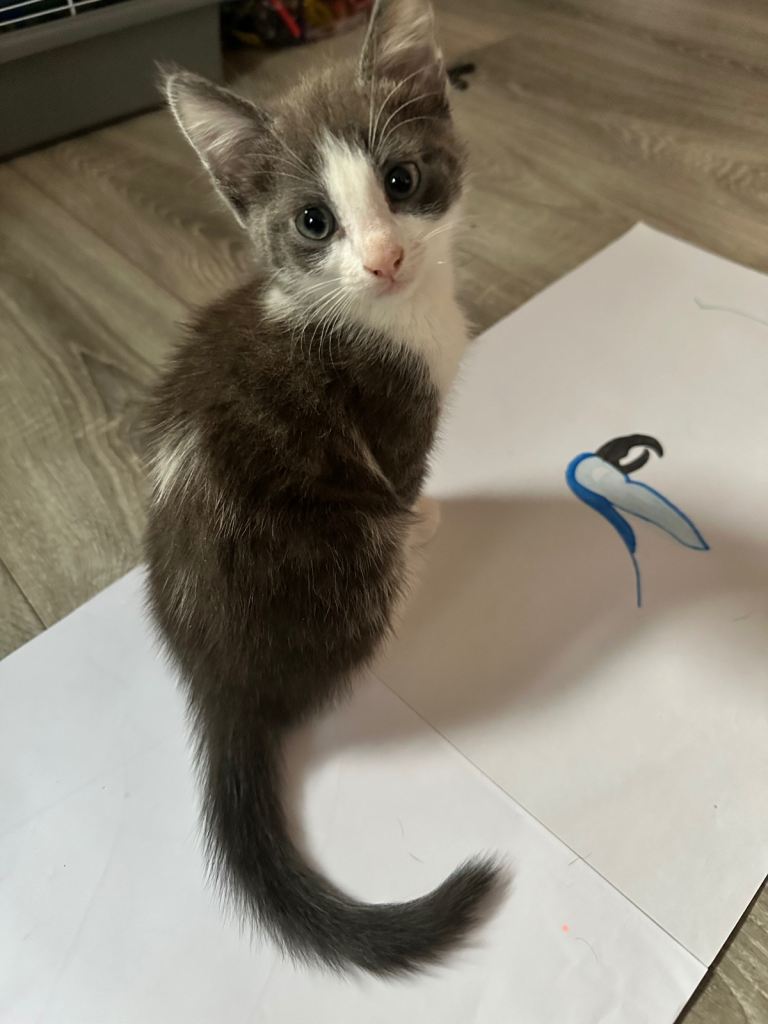 Adorable kittens for sale