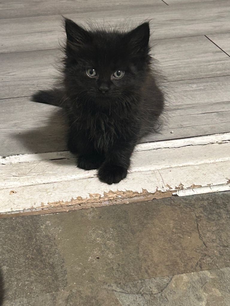 Kittens 