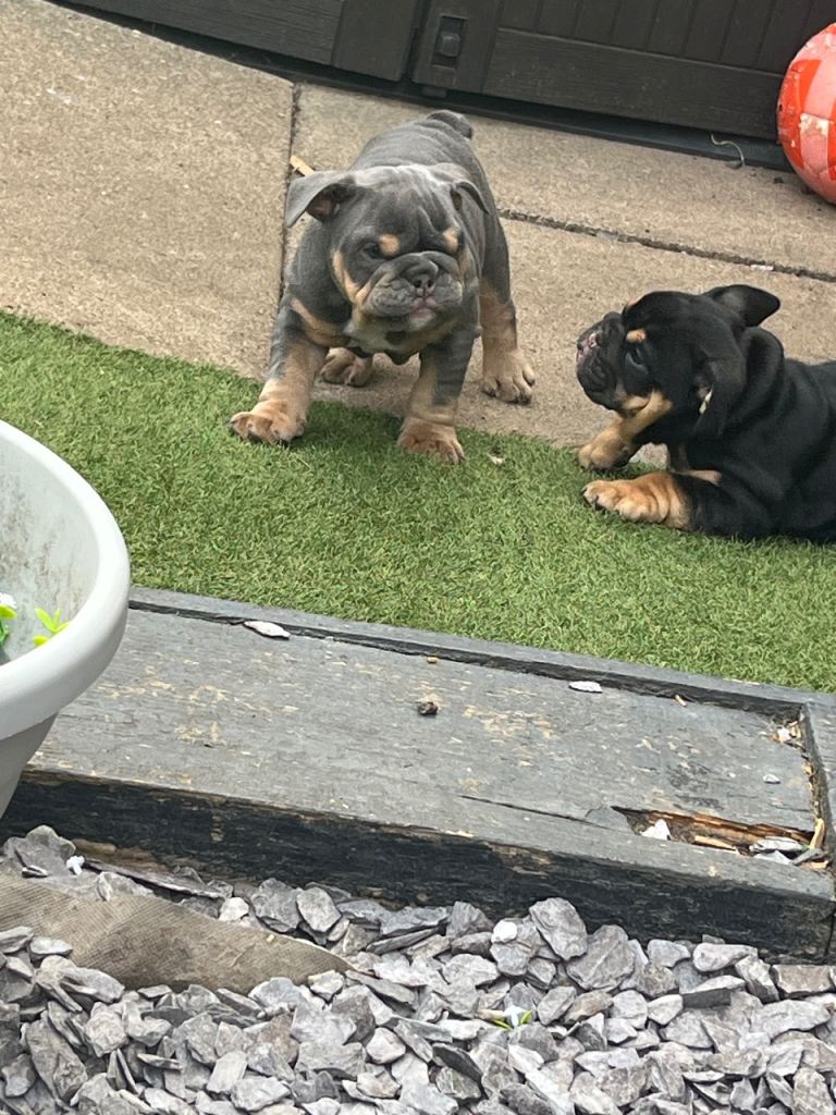 Bulldog puppies 