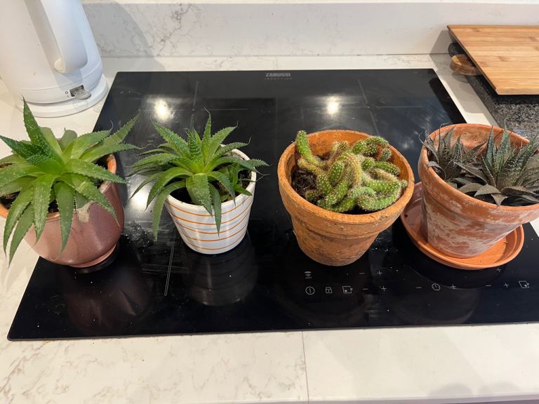 Lots of cool cacti and succulents in terracotta pots