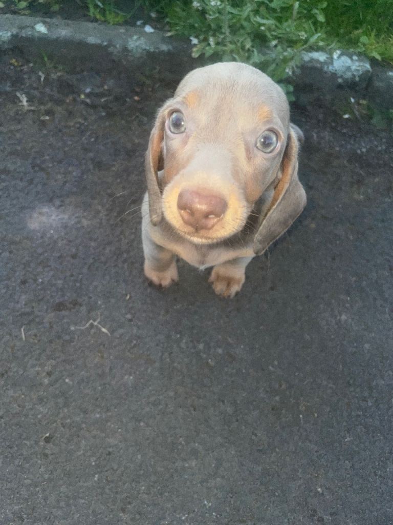 Beautiful Dachshund Puppies for Sale 🐶💖