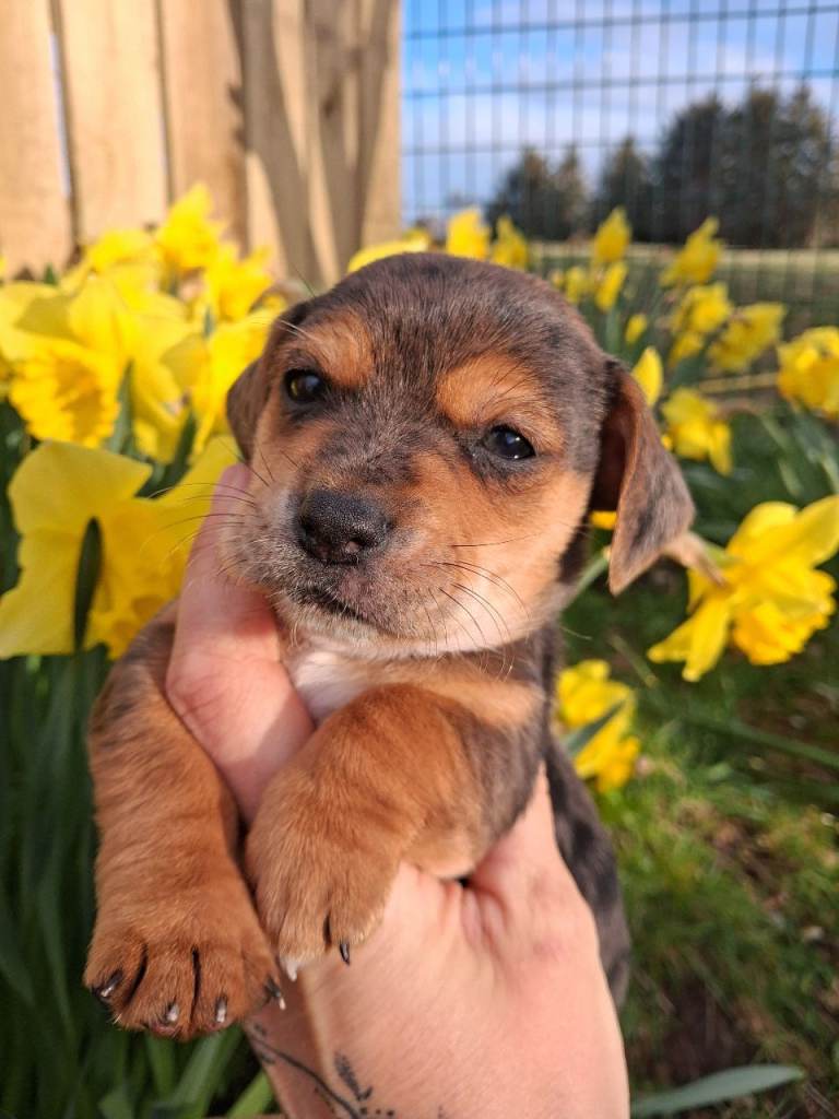 1 boy left Striking Jack Russells pup
