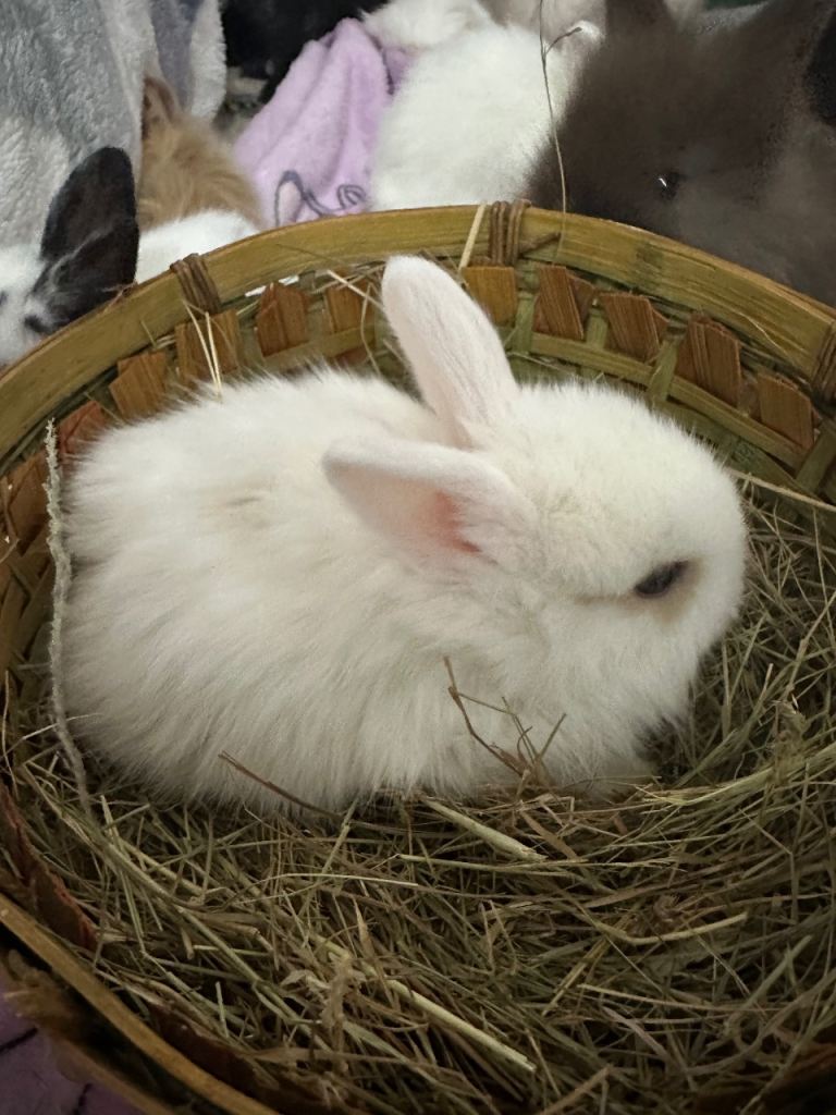 Baby bunny rabbit miniatures The lion's head is all