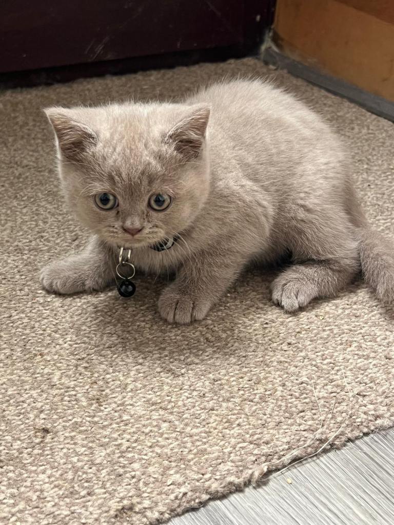 Lilac British Shorthair Hair 5 months 