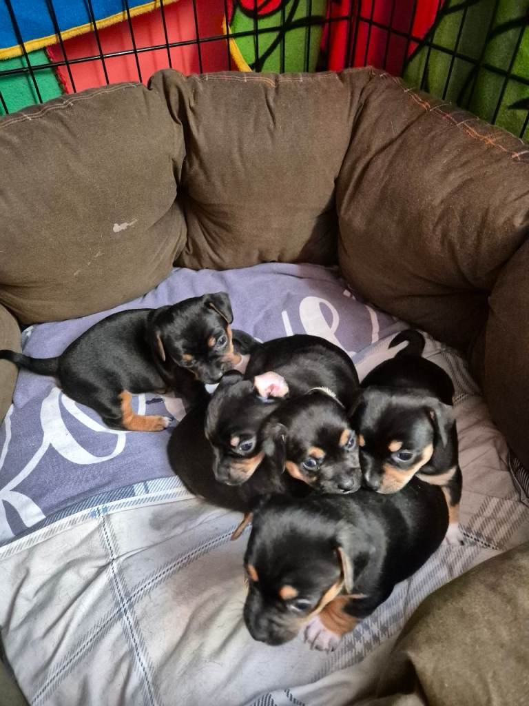 Beautiful Jack Chi Puppies for Sale