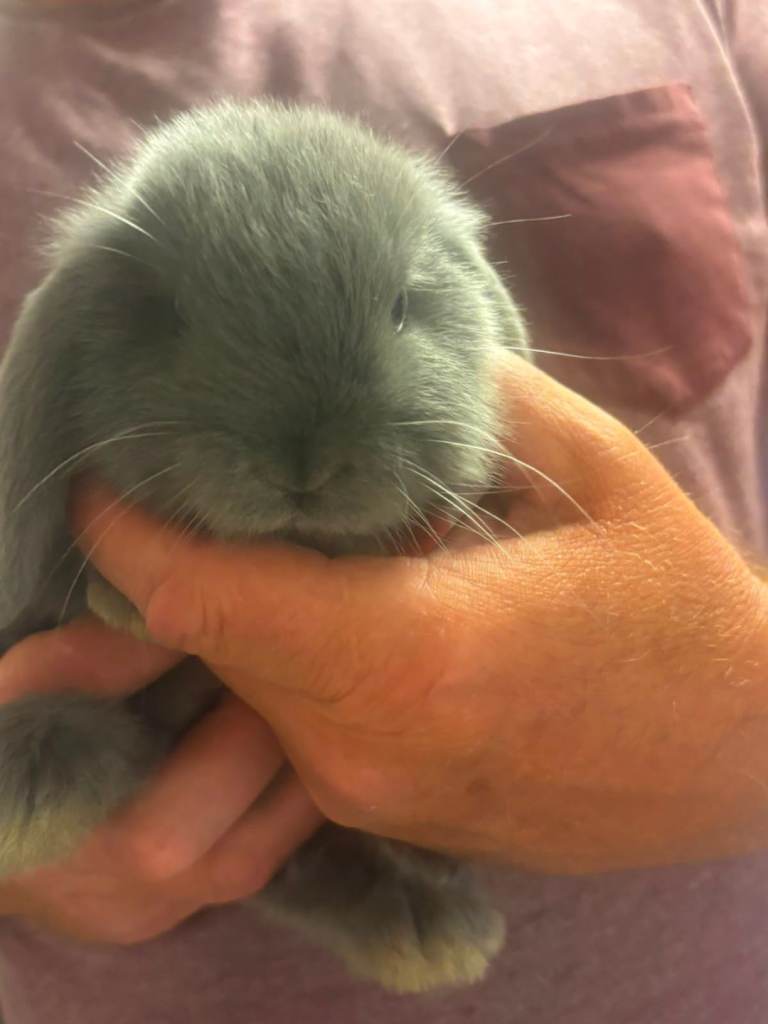 Mini lop 