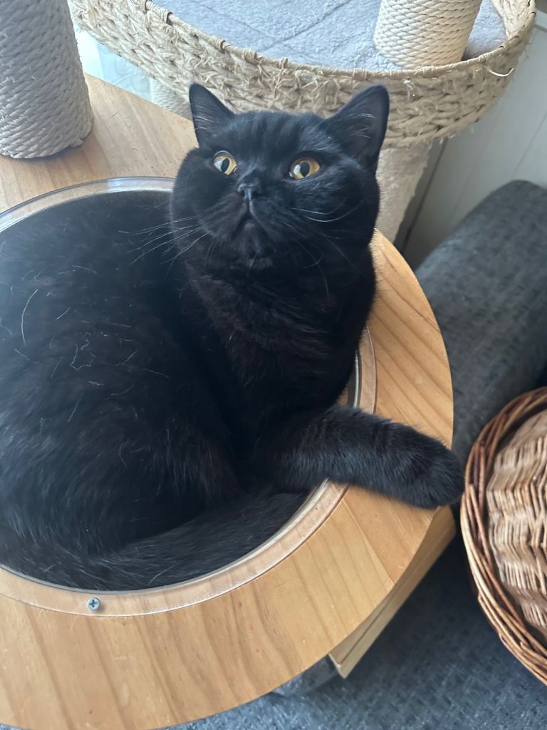 Pure Pedigree British Shorthair GCCF registered MALE 