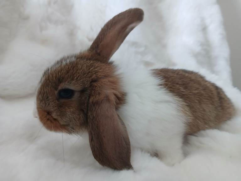 Baby Rabbits Mixed Litter Grey Brown Lop Eared