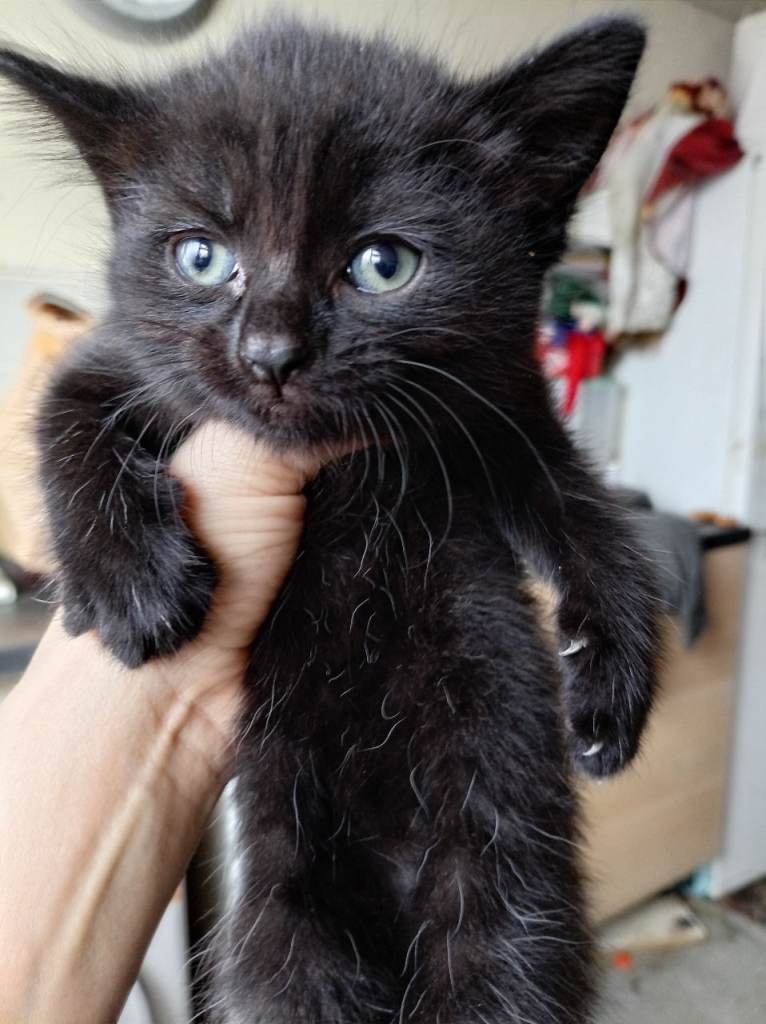 Kittens 