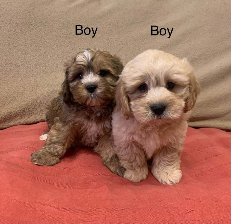 Shihpoo (shih tuz+ miniature poodle cross)