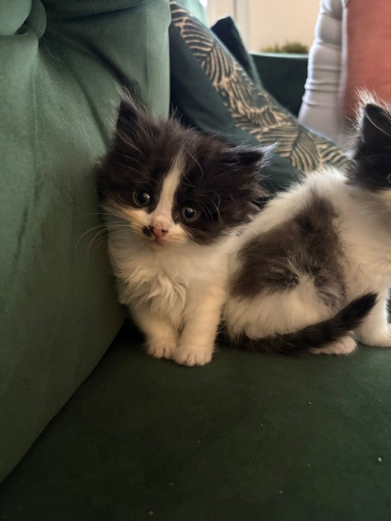 Maine coon x BSH kittens available now :-)