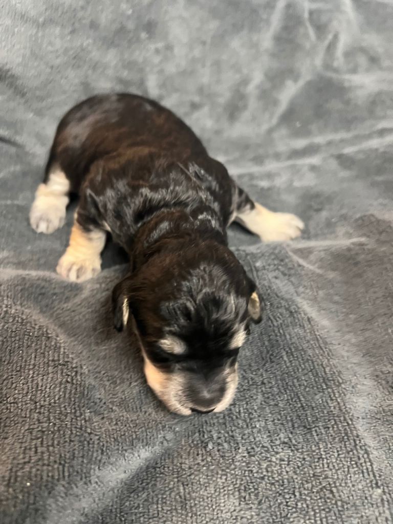 Stunning miniature F1B cockapoos!