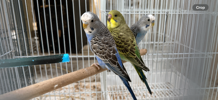Budgies for sale, all in good health 