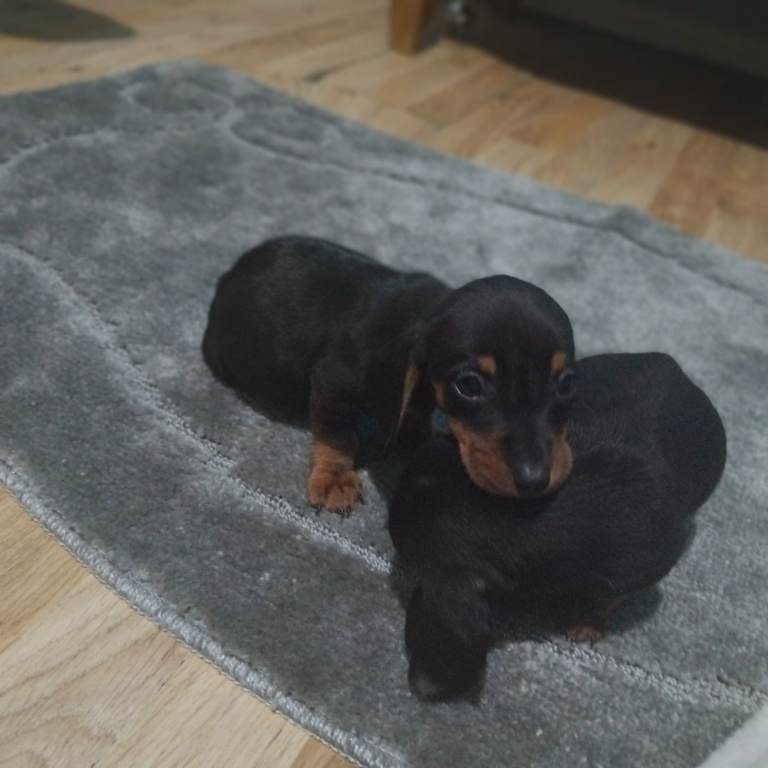 Dachshund puppies 